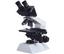 Wesco CXL Binocular Microscope