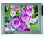 XO Vision XO368 6.8 in. Car Monitor