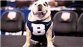 butler bulldogs