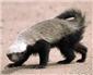 Honey Badger